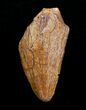 Inch Carcharodontosaurus Tooth Tip #4224-1
